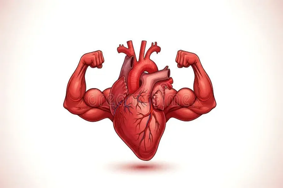 Heart-Muscle Connection
